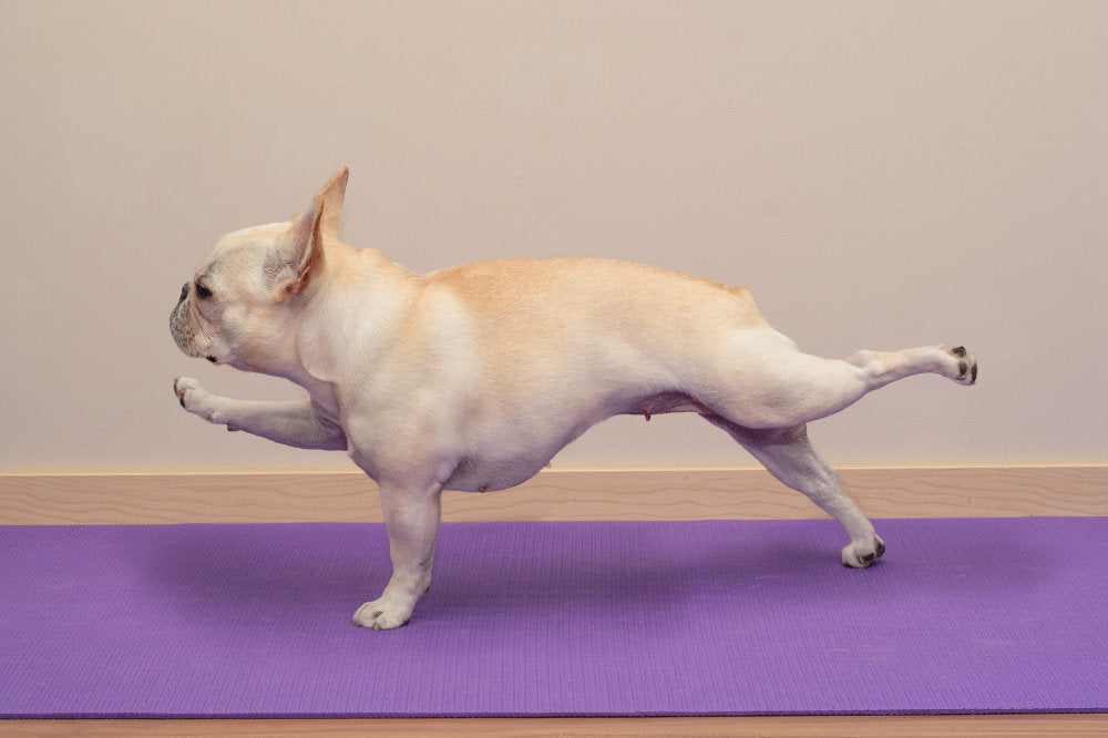 Hund auf Yogamatte
