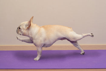 Hund auf Yogamatte