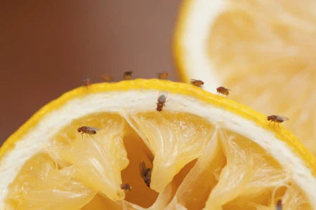Fruchtfliegen auf Zitrone