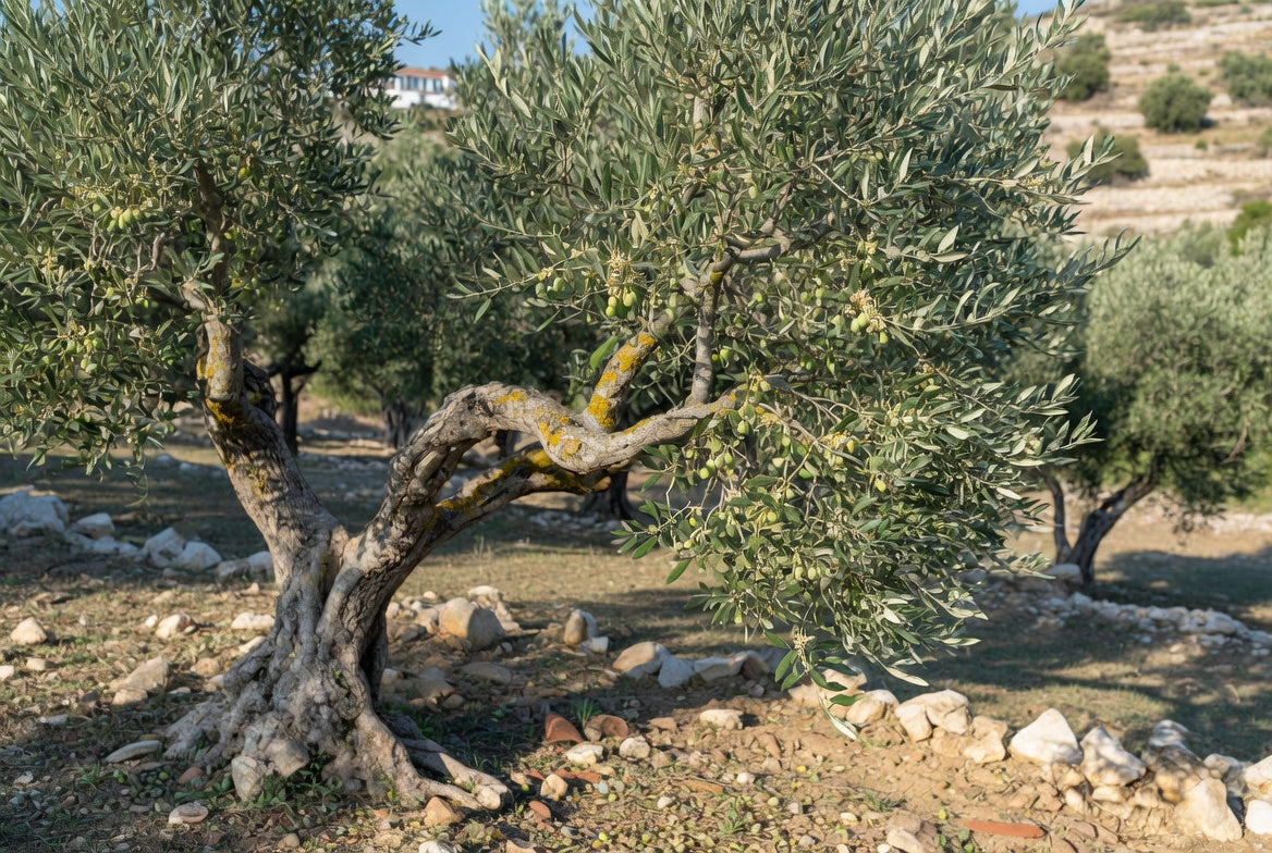 Olivenbaum