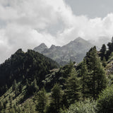 web_Zirbenwald-Patscherkofel2.jpg