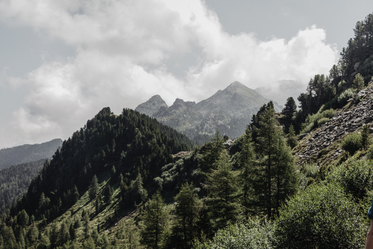 web_Zirbenwald-Patscherkofel2.jpg